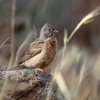 Птицы Южного Казахстана